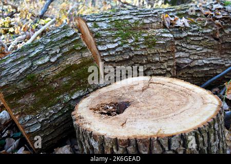 Un tronco rivolto verso l'alto accanto al tronco dell'albero tagliato in diversi pezzi in una foresta, stagione autunnale. Gli anelli annuali sono visibili. Foto Stock