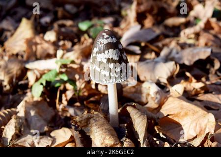 Foto ravvicinata di un fungo selvatico nella foresta chiamato fungo Magpie inkcap. Il cappuccio è a forma di uovo, poi si apre e assume la forma di una campana. Foto Stock