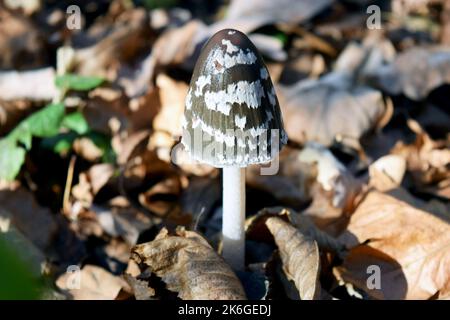 Foto ravvicinata di un fungo selvatico nella foresta chiamato fungo Magpie inkcap. Il cappuccio è a forma di uovo, poi si apre e assume la forma di una campana. Foto Stock