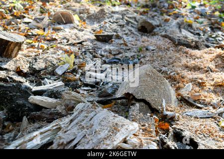 Una foto di segatura, scarti di legno e ceppi lasciati dopo aver tagliato un albero nella foresta. Foto Stock