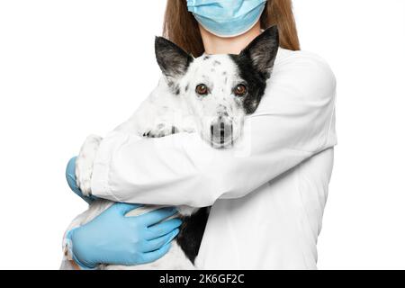 Colpo corto di un veterinario in una maschera medica e guanti tenendo carino piccolo cane bianco e nero nelle sue mani, abbracciandolo. Isolato su bianco. Foto Stock