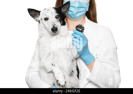 Colpo corto di un veterinario in una maschera medica blu e guanti tenendo carino piccolo cane bianco e nero nelle sue mani, mostrando la sua zampa alla macchina fotografica. IO Foto Stock