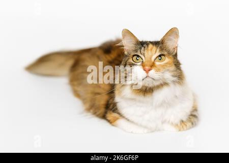 Tri-color pelliccia lunga Calico gatto è sdraiato, guardando su sfondo grigio chiaro. Foto Stock