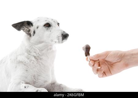 Primo piano scatto di un grazioso cane bianco e nero sdraiato, mano dell'uomo che offre un trattamento cane a forma di bastone di pollo. Isolato su bianco. Foto Stock