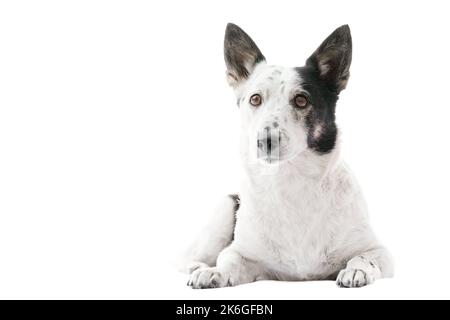 Ritratto di un bel cane bianco e nero sdraiato, isolato su bianco. Spazio di copia sul lato sinistro. Foto Stock