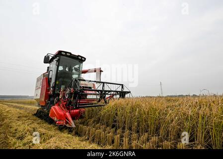 Tianjin. 13th Ott 2022. La foto scattata il 13 ottobre 2022 mostra una mietitrice che lavora in un risaie nella città di Xiaozhan nel distretto di Jinnan, nel nord della Cina, a Tianjin. Il riso Xiaozhan, che è una varietà di riso popolare in Cina, è originario della città di Xiaozhan di Tianjin. Ultimamente il riso Xiaozhan è entrato nella sua stagione di raccolta. Credit: Sun Fanyue/Xinhua/Alamy Live News Foto Stock