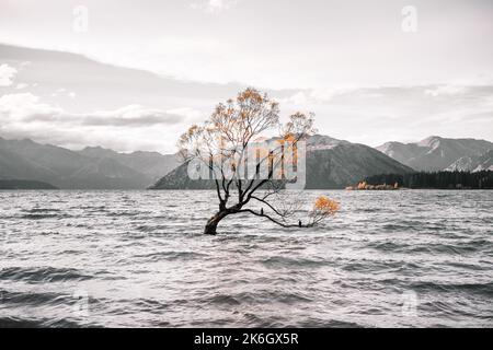 curioso albero con due uccelli arroccato sui suoi rami in mezzo alle grandi acque del lago mosso dalle onde vicino alle grandi montagne rocciose sotto il Foto Stock