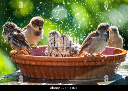 Casa passeri bagno e spruzzi d'acqua in un bagno di uccelli in una calda giornata estiva. Foto Stock