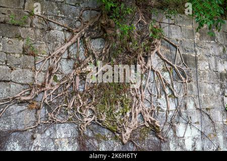 Primo piano di antiche radici di banyan che crescono sulle antiche mura della città Foto Stock