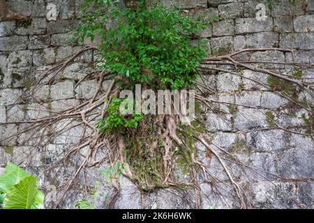 Primo piano di antiche radici di banyan che crescono sulle antiche mura della città Foto Stock