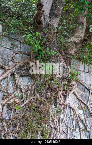 Primo piano di antiche radici di banyan che crescono sulle antiche mura della città Foto Stock