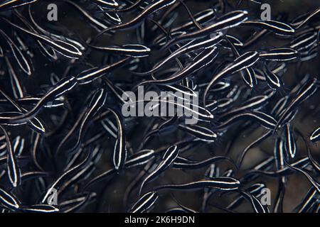 Una scuola di giovani pesci gatto anguilla striata, Plotosus lineatus, sciame sul mare in Indonesia nutrendo piccoli invertebrati. Foto Stock