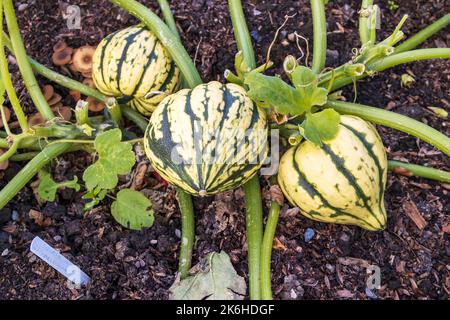 Squash stripy piccolo arlecchino che cresce in un giardino di potager. Foto Stock