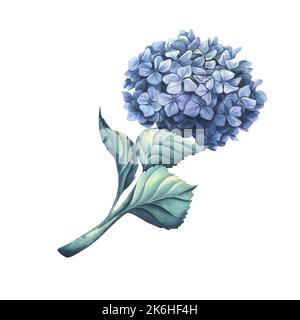 Fiore idrangea di colore blu-lilla con foglie. Illustrazione acquerello. Un oggetto isolato da una grande serie di FIORI DI NOZZE. Per il design e. Foto Stock