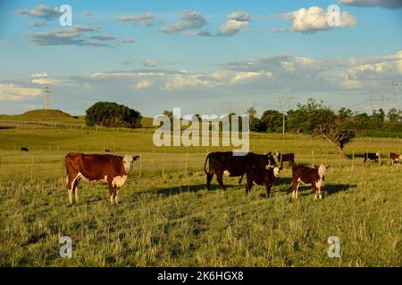 Mucche allevate con pascoli naturali, produzione di carne nella campagna argentina, provincia la Pampa, Argentina. Foto Stock