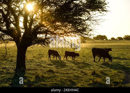Mucche allevate con pascoli naturali, produzione di carne nella campagna argentina, provincia la Pampa, Argentina. Foto Stock