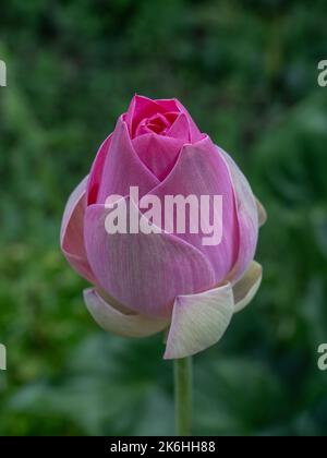 Vista in primo piano del delicato rosa di loto indiano o bocciolo di nucifera di nelumbo pronto per l'apertura su sfondo naturale verde Foto Stock