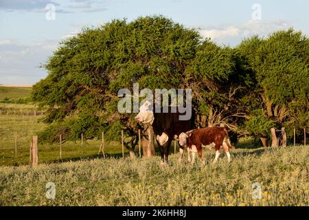 Mucche allevate con pascoli naturali, produzione di carne nella campagna argentina, provincia la Pampa, Argentina. Foto Stock