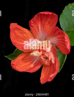 Vista in primo piano del colorato fiore arancione luminoso doppio hibiscus rosa sinensis su sfondo nero Foto Stock
