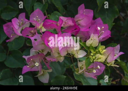 Vista in primo piano dei colorati bratti rosa e viola e dei fiori bianchi della bougainvillea tropicale che fiorisce all'aperto Foto Stock
