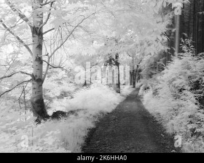 Un'immagine a infrarossi in bianco e nero di un percorso attraverso il bosco nel Dunster Park ai margini del Parco Nazionale Exmoor, Somerset, Inghilterra. Foto Stock