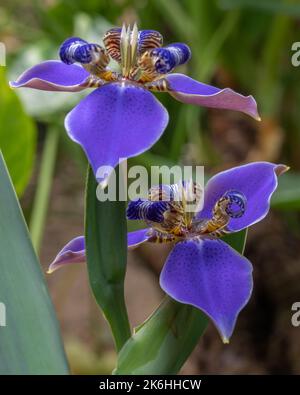 Primo piano di bella blu luminoso camminare iris neomarica caverulea fiori fiorire all'aperto in giardino con sfondo naturale Foto Stock