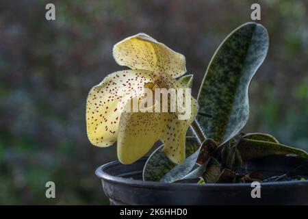 Primo piano di bella controluce giallo fiore di lady slipper orchidea specie paphiopedilum colore su sfondo naturale Foto Stock