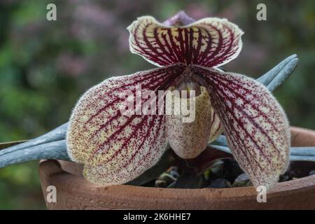 Primo piano vista di rosso porpora e cremoso fiore bianco di lady slipper orchidea specie paphiopedilum myanmaricum isolato all'aperto su sfondo naturale Foto Stock