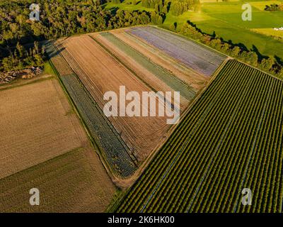 Vista aerea di alberi e campi colorati tra una strada sterrata in autunno Foto Stock