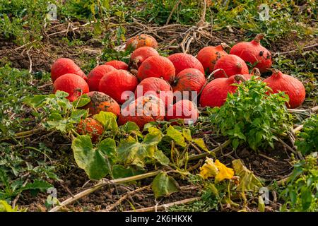 Un sacco di zucche rosse dopo la raccolta su un campo in Germania Foto Stock