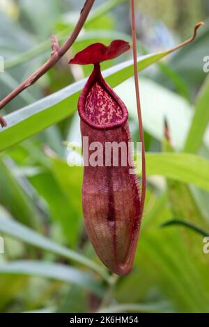 Appeso Nepenthes bokorensis Mey, pianta di caraffa primo piano Foto Stock