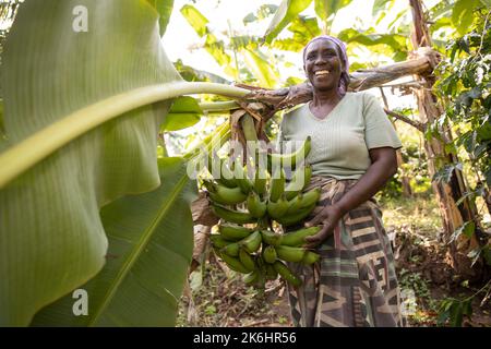 Una donna trasporta un mazzo di banane appena raccolte nella sua fattoria nel distretto di Kasese, Uganda, Africa orientale. Foto Stock