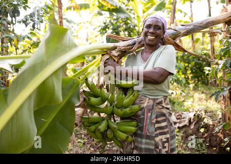 Una donna trasporta un mazzo di banane appena raccolte nella sua fattoria nel distretto di Kasese, Uganda, Africa orientale. Foto Stock