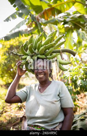 Una donna trasporta un mazzo di banane appena raccolte nella sua fattoria nel distretto di Kasese, Uganda, Africa orientale. Foto Stock