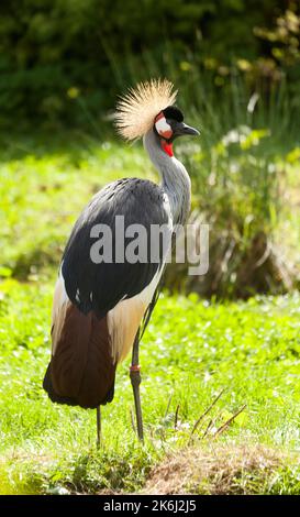 Grey Crowned Crane Foto Stock