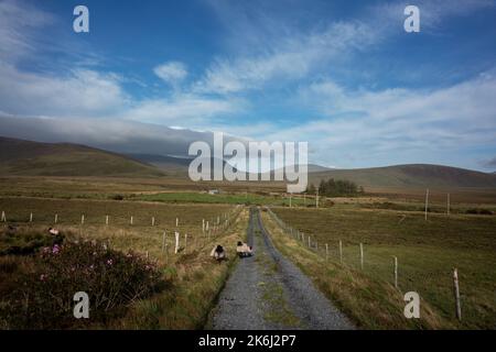 Pecore in un paesaggio impressionante delle vaste e remote terre di campagna ai margini del Wild Nephin National Park, Co. Mayo, Irlanda. Foto Stock