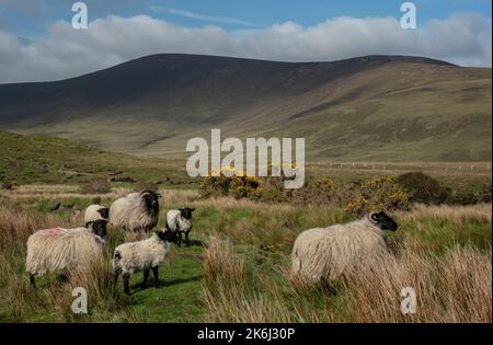 Pecore in un paesaggio impressionante delle vaste e remote terre di campagna ai margini del Wild Nephin National Park, Co. Mayo, Irlanda. Foto Stock