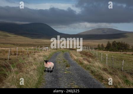 Pecore in un paesaggio impressionante delle vaste e remote terre di campagna ai margini del Wild Nephin National Park, Co. Mayo, Irlanda. Foto Stock