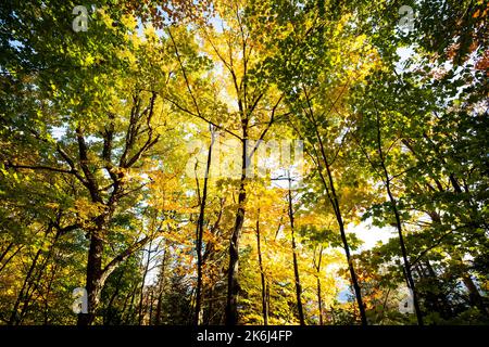 Bella foresta con colorate Foglie di autunno nel parco nazionale Foto Stock