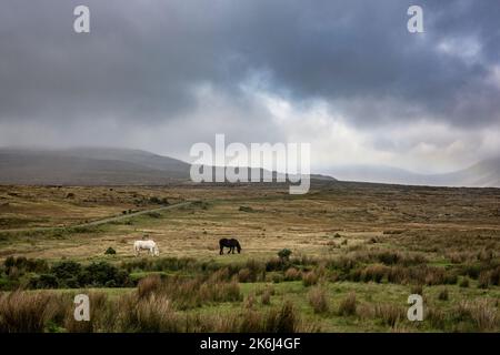 Cavalli al pascolo nell'impressionante paesaggio delle vaste e remote terre di campagna ai margini del Wild Nephin National Park, Co. Mayo, Irlanda. Foto Stock