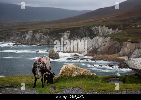 White Cliffs of Ashleam, sulla Wild Atlantic Way a Achill Island, County Mayo, Irlanda. Foto Stock