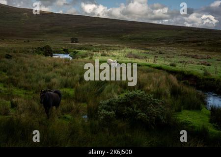 Cavalli al pascolo nell'impressionante paesaggio delle vaste e remote terre di campagna ai margini del Wild Nephin National Park, Co. Mayo, Irlanda. Foto Stock