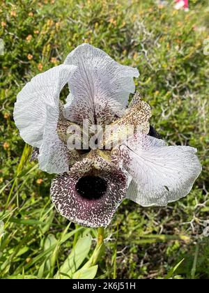 Iris Fiore. Iris bianco, conosciuto anche come l'iride di Nazareth. Foto Stock