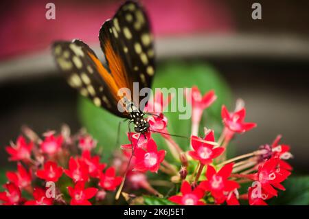 Vista frontale rialzata di una singola farfalla del genere Golden Hecale (lat: Heconius hecale) con focalizzazione sulla testa arroccata su un fiore contro una sfocatura. Foto Stock