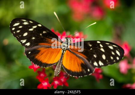 Vista dorsale di una singola farfalla Golden Hecale (lat: Heconius hecale) arroccata su un fiore su uno sfondo verde naturale sfocato. Foto Stock