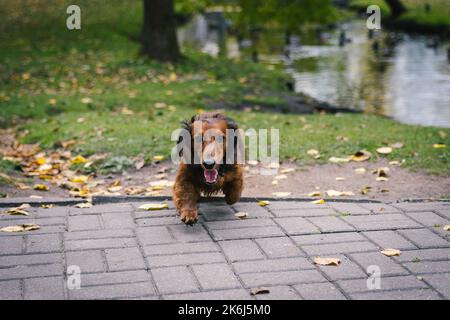 Red carino Dachshund cane passeggiate nel parco autunnale Foto Stock