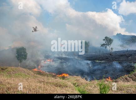 Uccello che vola sopra il fuoco selvatico. Riscaldamento globale, cambiamento climatico, deforestazione, habitat naturale... concetto Foto Stock