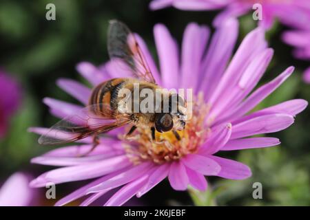 Bee raccoglie nettare da fiori di New York. Aster Novi-Belgi. Michaelmas Daisy. Erigeron glaucus o Sea Breeze Plant. Foto Stock