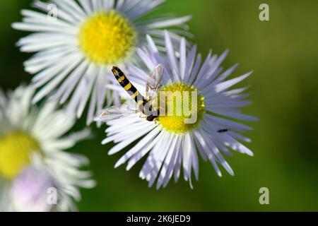 Volo lungo, Gewöhnliche Langbauchschwebfliege, Syrphe porte-Plume, Sphaerophoria scripta, tarka darázslégy, Ungheria, Budapest, Magyarprszág, Europa Foto Stock