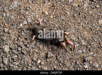 Corpo di una talpa morta (Talpa europaea) Foto Stock